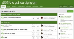 524e49-theguineapigforum-co-uk.jpg